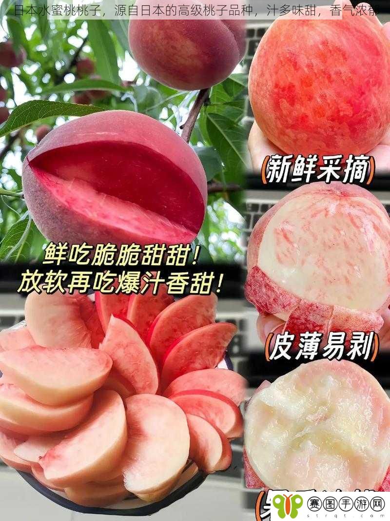 日本水蜜桃桃子，源自日本的高级桃子品种，汁多味甜，香气浓郁