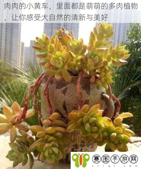 肉肉的小黄车,里面都是萌萌的多肉植物,让你感受大自然的清新与美好