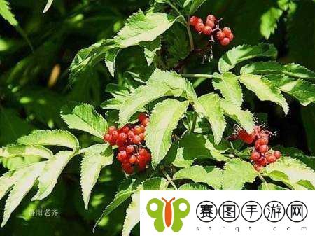 为了吾王