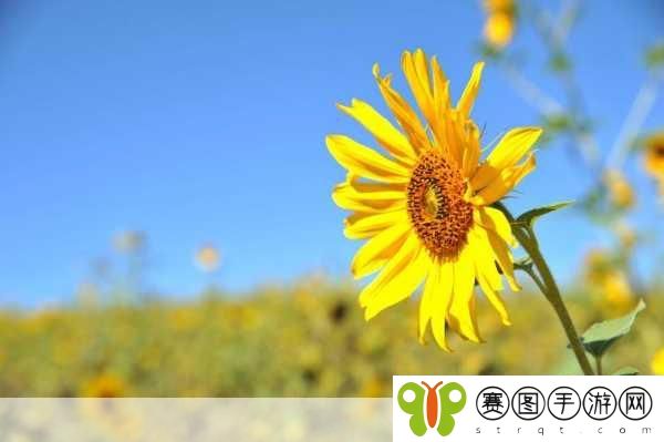 周家日常3pH二根,1. 周家日常:探索生活中的小确幸