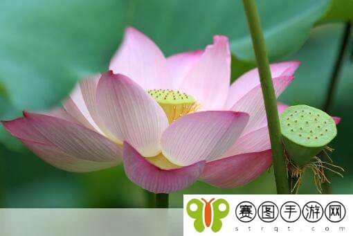 女性莲花开症状图片,1. 女性莲花开症状解析:从图片看变化与影响