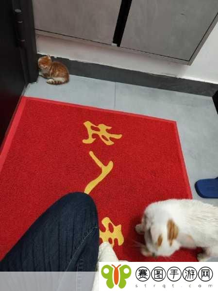 96533电视影片免费真的很快乐,1. 免费电视影片带来的无尽快乐与欢笑