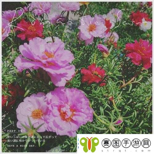俺来也五月花