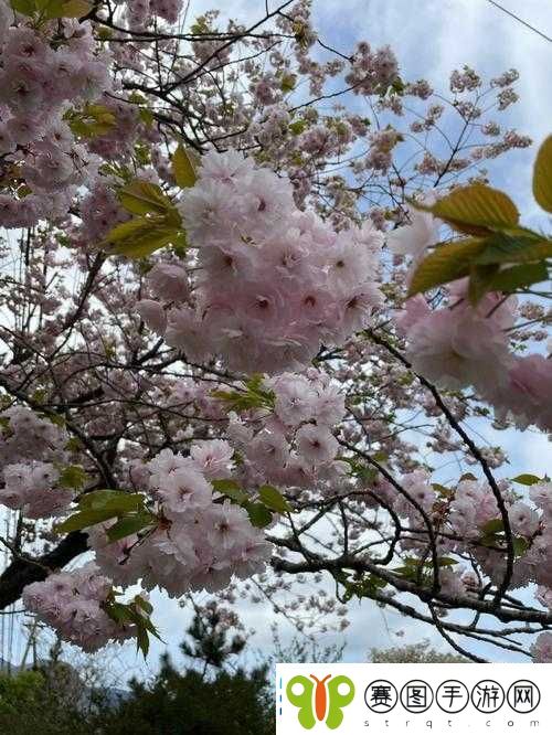 樱花官方站