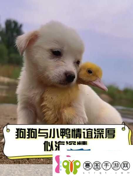 人物与动物交互人与狗的深厚情谊
