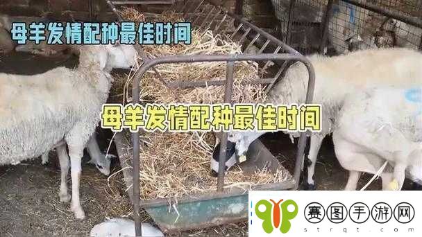 山羊配种全过程