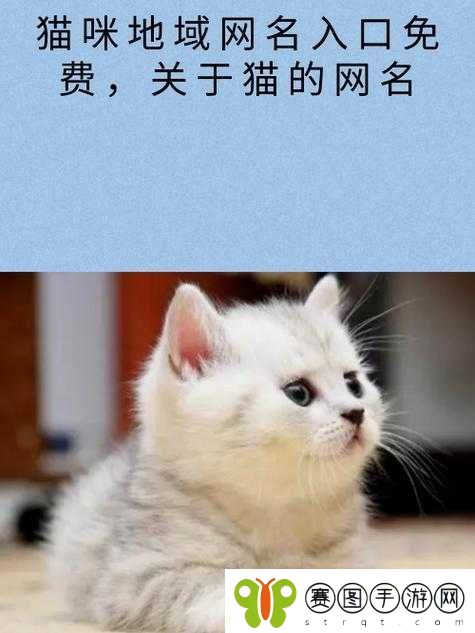 猫咪