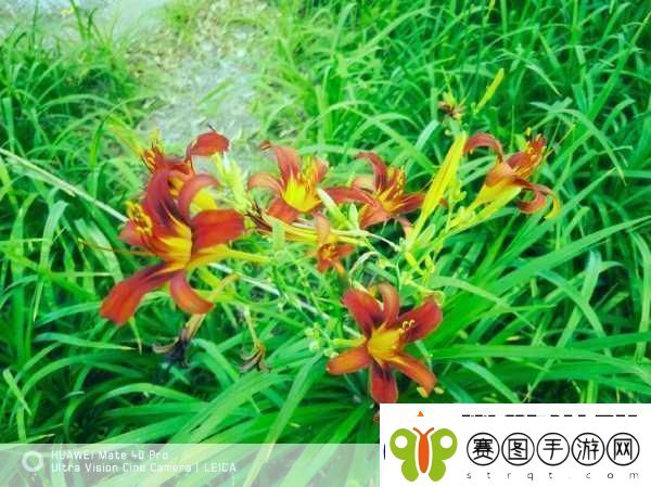 忘忧草1688站
