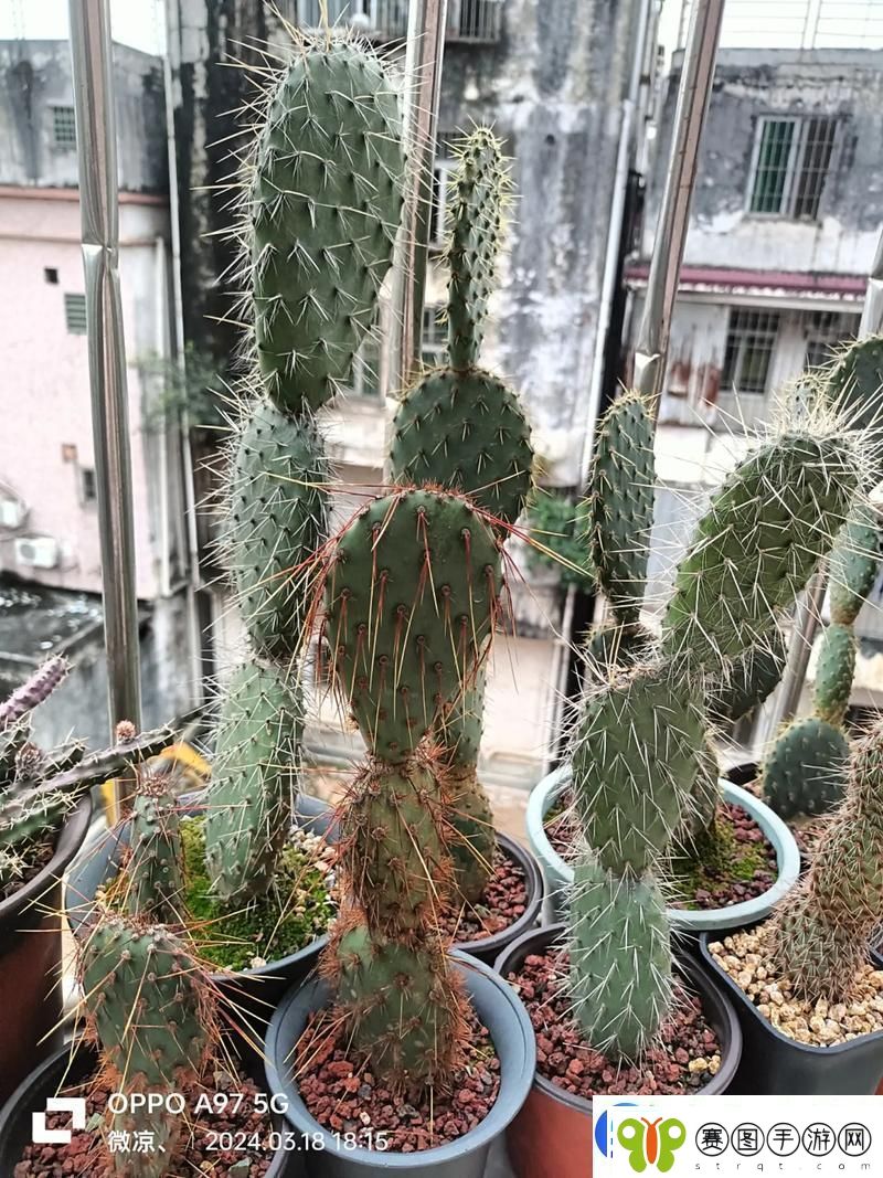 仙人掌嘿呦嘿呦APP站提供快速更新链接是你的最佳选择