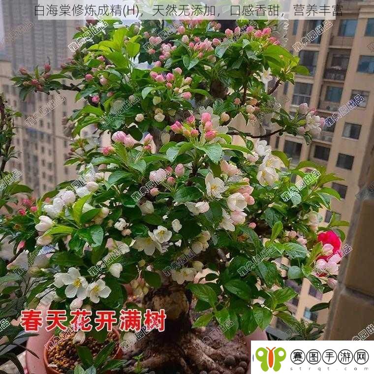 白海棠修炼成精H天然无添加口感香甜营养丰富