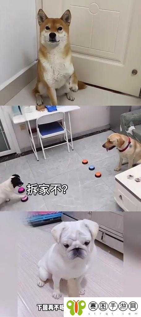 老公不在家狗狗的东西能要吗