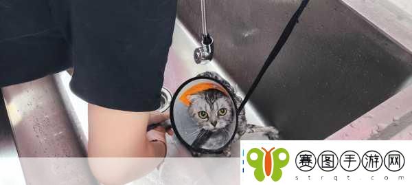 小猫咪大城市日常美容动作怎么获得1.小猫咪的城市美容日常