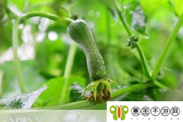 草莓绿巨人丝瓜香蕉黄瓜视频大全