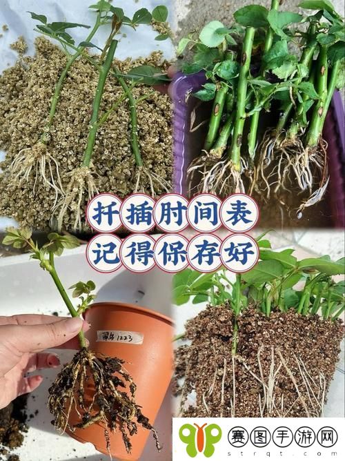 在床上的72种扦插方法