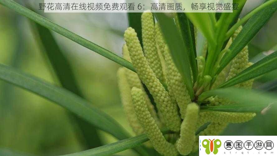 野花高清在线视频免费观看6
