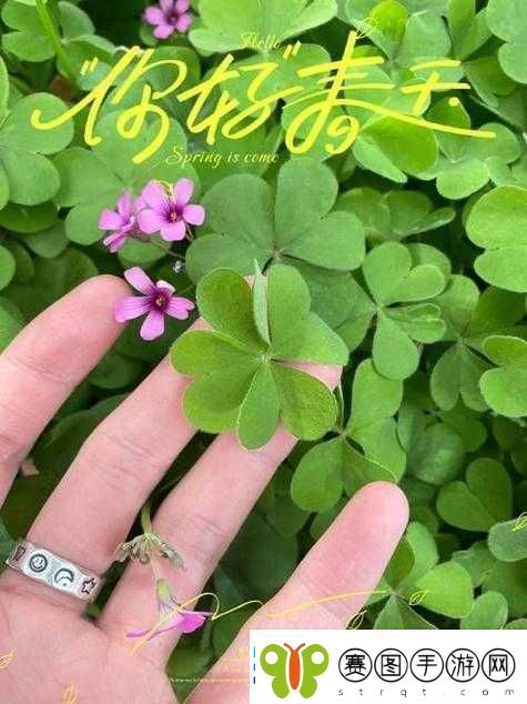 成品人与精品人在四叶草区别上的探讨