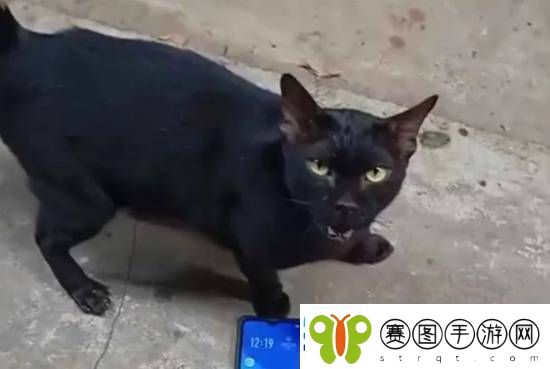 大热泰剧陷虐猫丑闻
