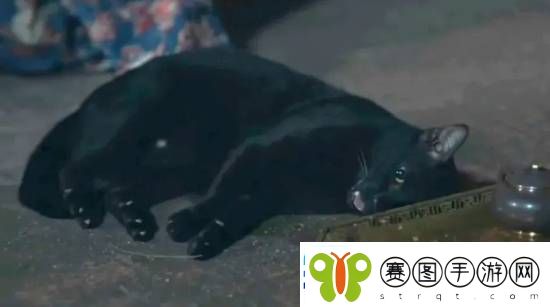 大热泰剧陷虐猫丑闻