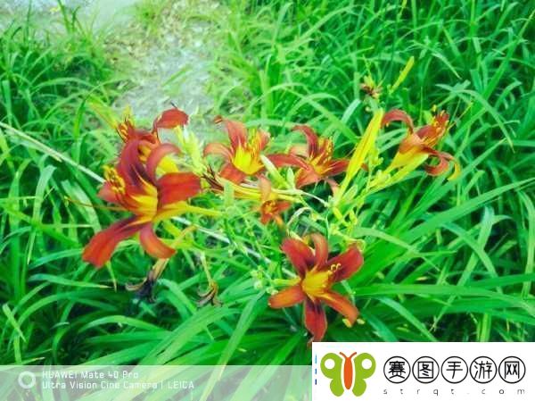 忘忧草1688站
