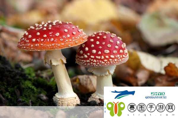 老牛嫩草一二三产品区别蘑菇视频