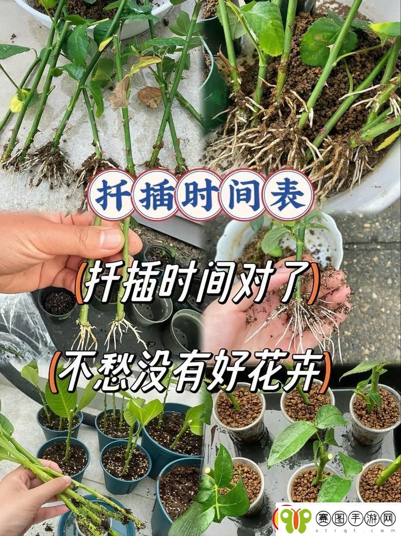 在床上的72种扦插方法