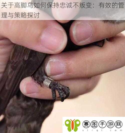 关于高脚鸟如何保持忠诚不叛变