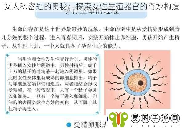 女人私密处的奥秘