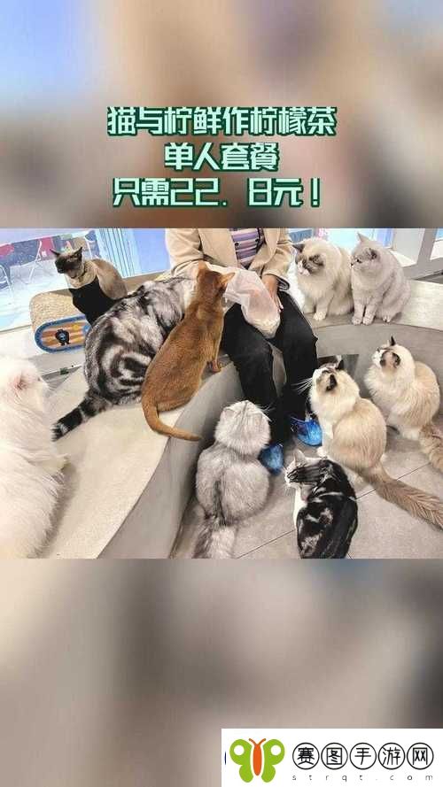 在糖心短视频vlog柠檬猫清甜日记里寻找生活的小确幸柯林
