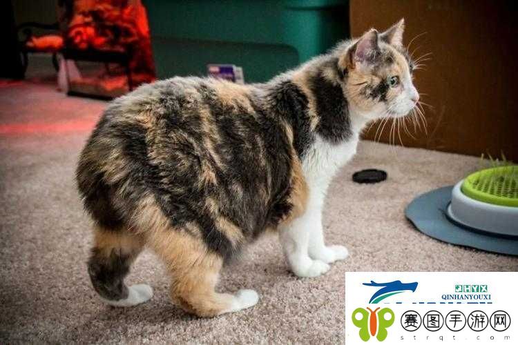塔科马AR猫世界深度探索