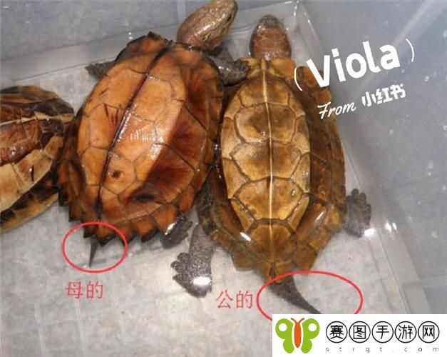 公翁的大龟挺进秀婷