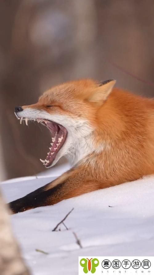 骚狐视频