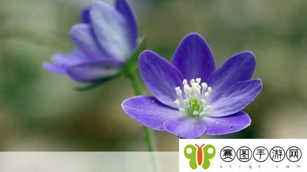 花卉防御