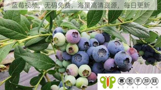 蓝莓