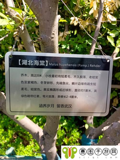 海棠安全入口