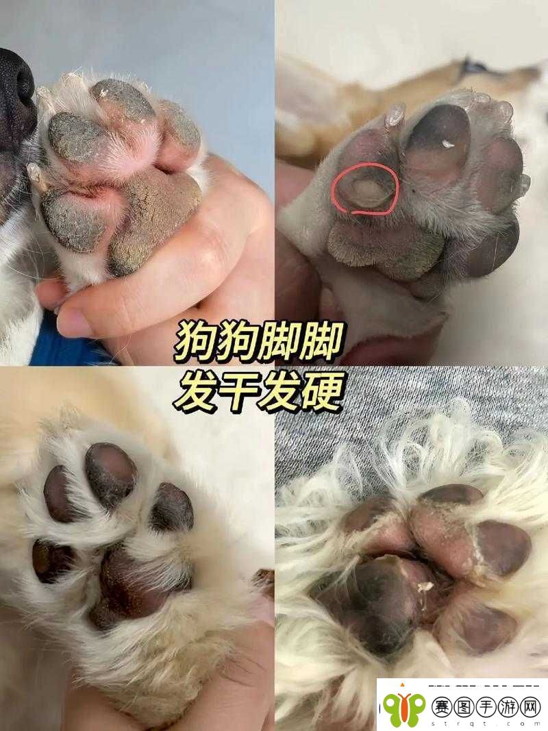 狗狗的东西又硬又烫这到底是什么情况令人费解
