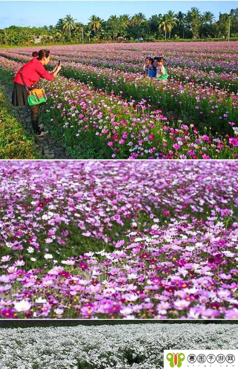 野花社区