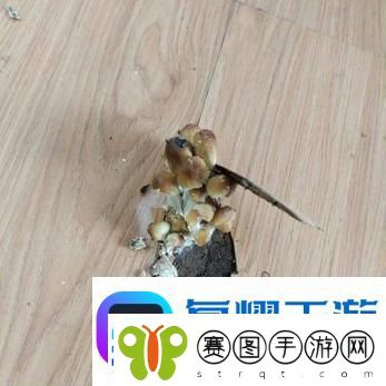 探讨“洞被弄大了过几天能变小吗”的科学与心理机制