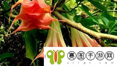 OVO食肉家取报告3