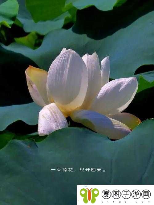 女子半夜莲花开