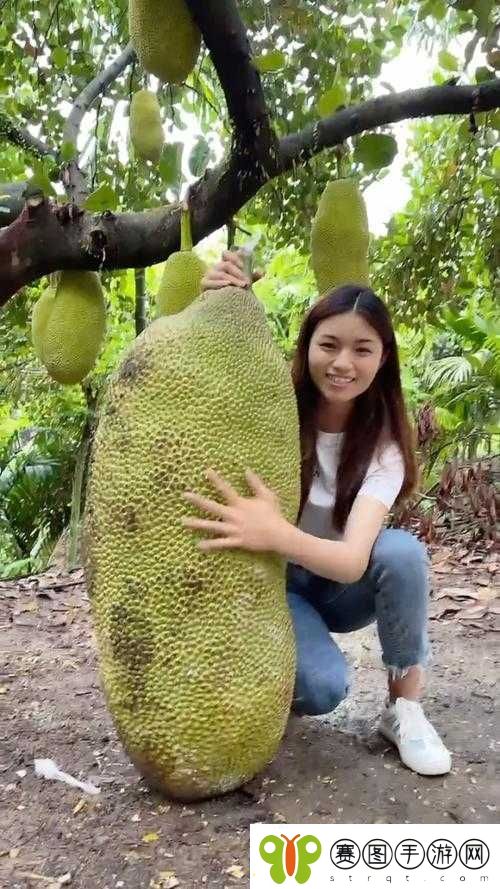 菠萝蜜视频在线观看大全高清