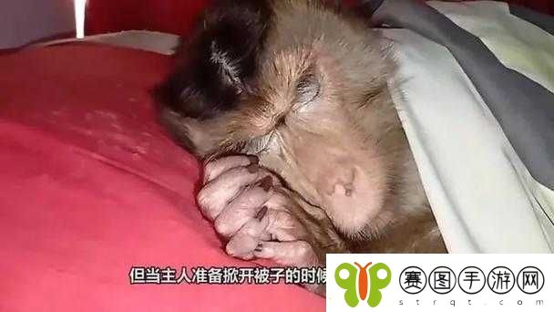 二人生猴子全程无被子免费