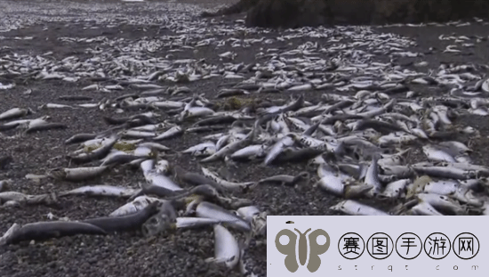 北海道一沙滩现大量死鱼