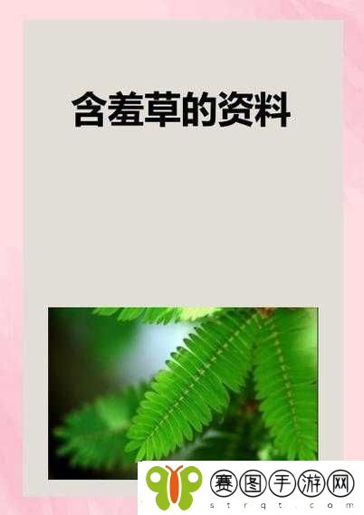 奇异水蜜桃香蕉含羞草
