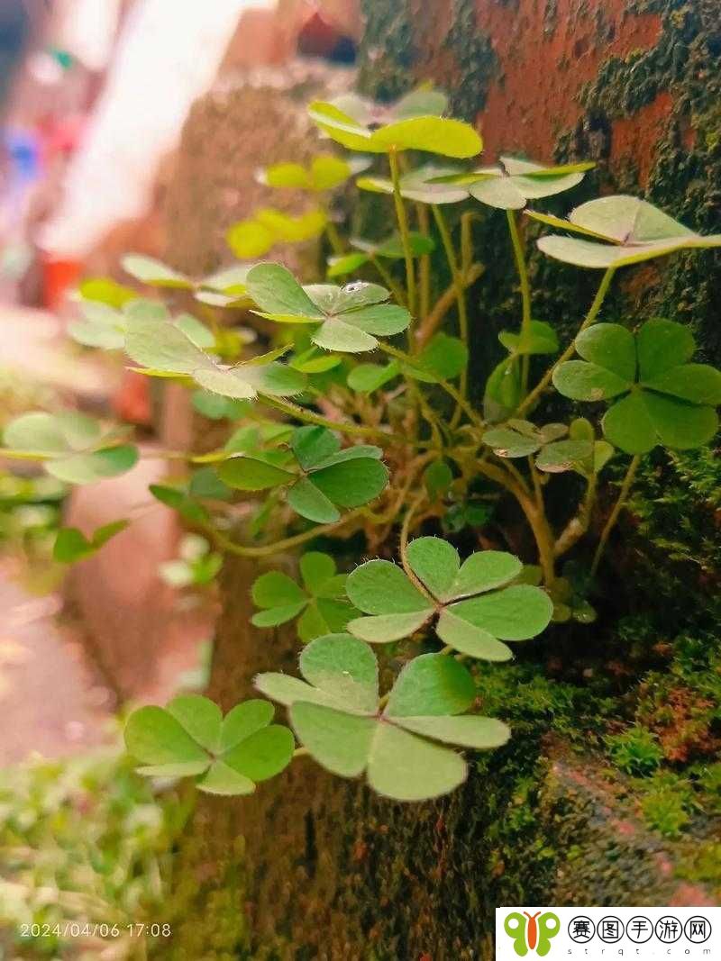 夹缝求生的河马