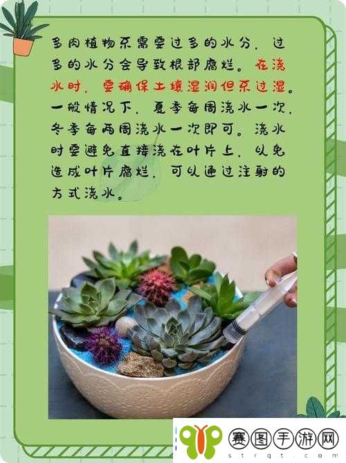 皇家共享小公主多肉怎么养