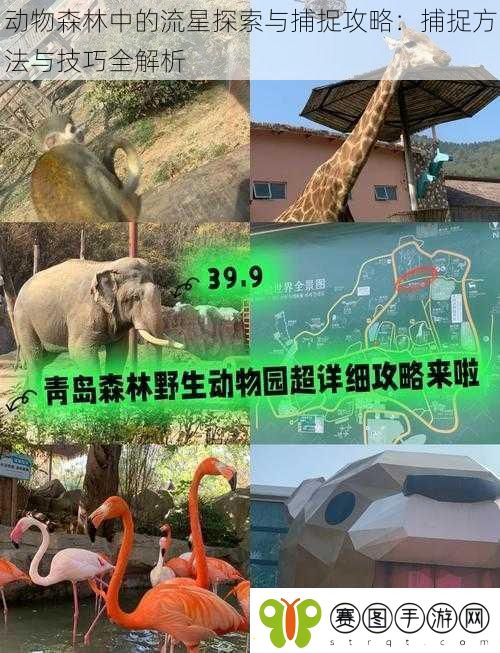 动物森林中的流星探索与捕捉攻略