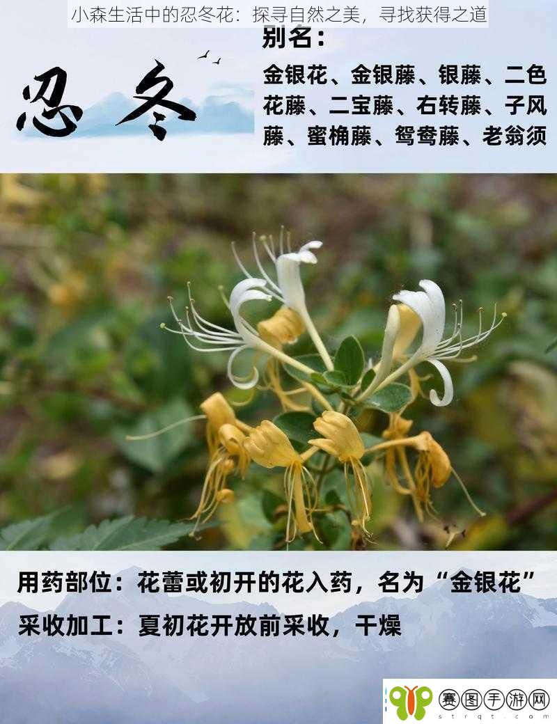 小森生活中的忍冬花