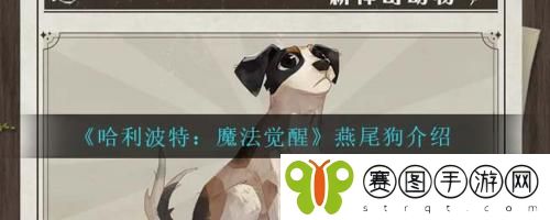 哈利波特魔法觉醒燕尾狗怎么样 哈利波特魔法觉醒燕尾狗介绍